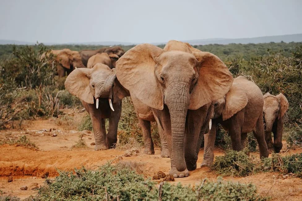 Rewilded Elephants Readapt Successfully: Study Finds Natural Behavior and Manageable Stress