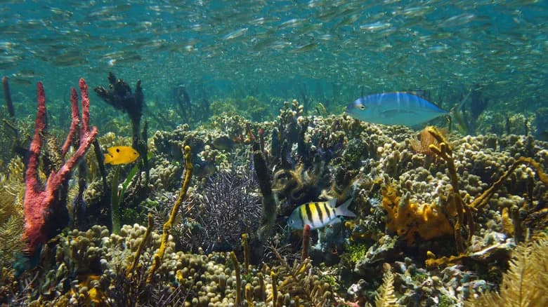 How 500,000 Discarded Shells Helped Rebuild Gulf Habitats — A Surprising Win For Marine Recovery