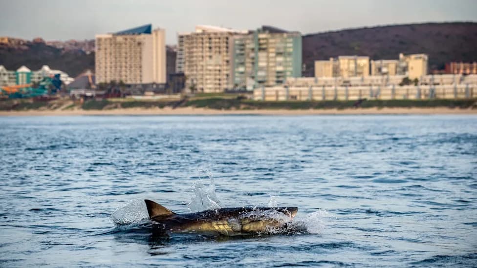 El Niño Could Trigger a 'Sharky Summer' in California — Sea Snakes, Rays and Tropical Fish Move North