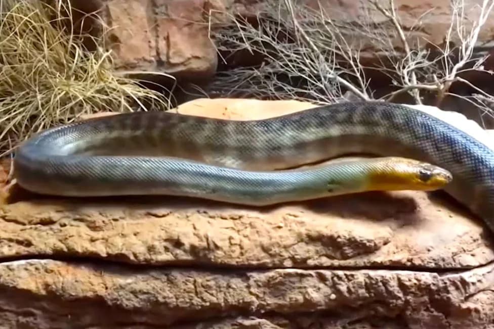 Drug Raid Near Albuquerque Seizes 60 Snakes — Including an Inland Taipan — Plus Cocaine, Guns and $22,000