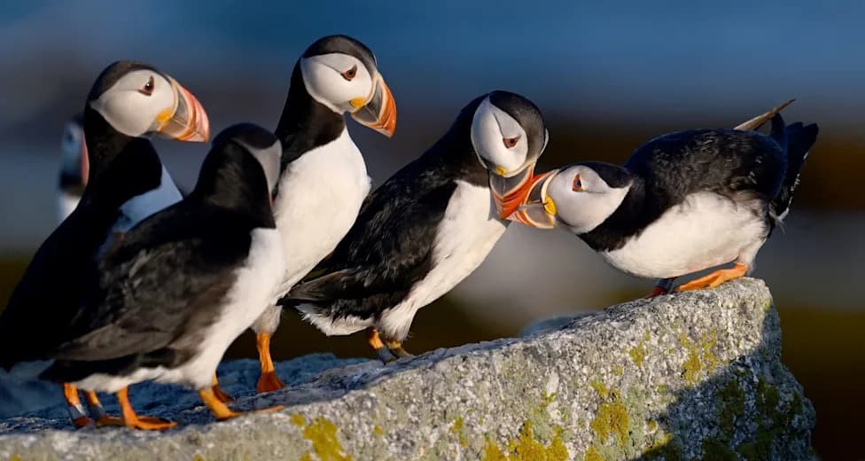 Record 200 Active Puffin Burrows Found on Eastern Egg Rock — Plus a Razorbill Nesting First