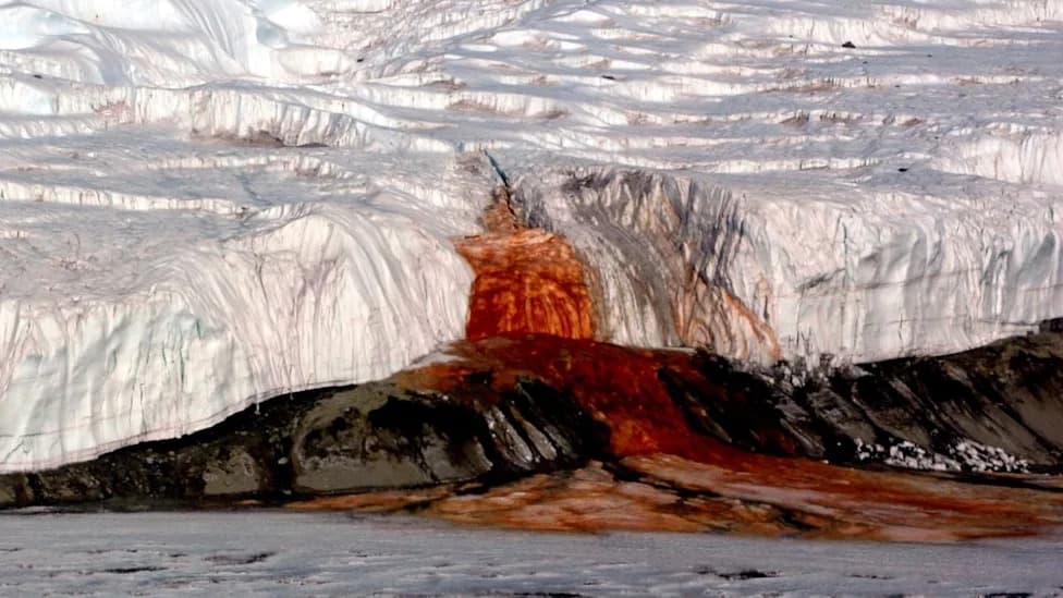 Living Fossils Beneath Blood Falls: Ancient Marine Microbes Survive Under Taylor Glacier