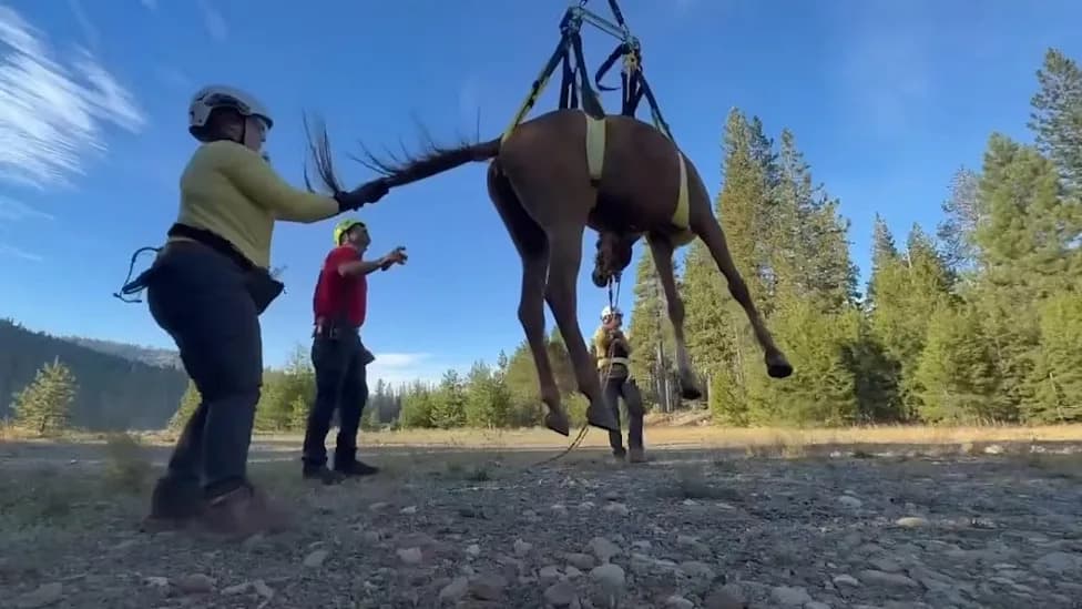 Stranded Horse Rescued and Airlifted During Tevis Cup Endurance Ride