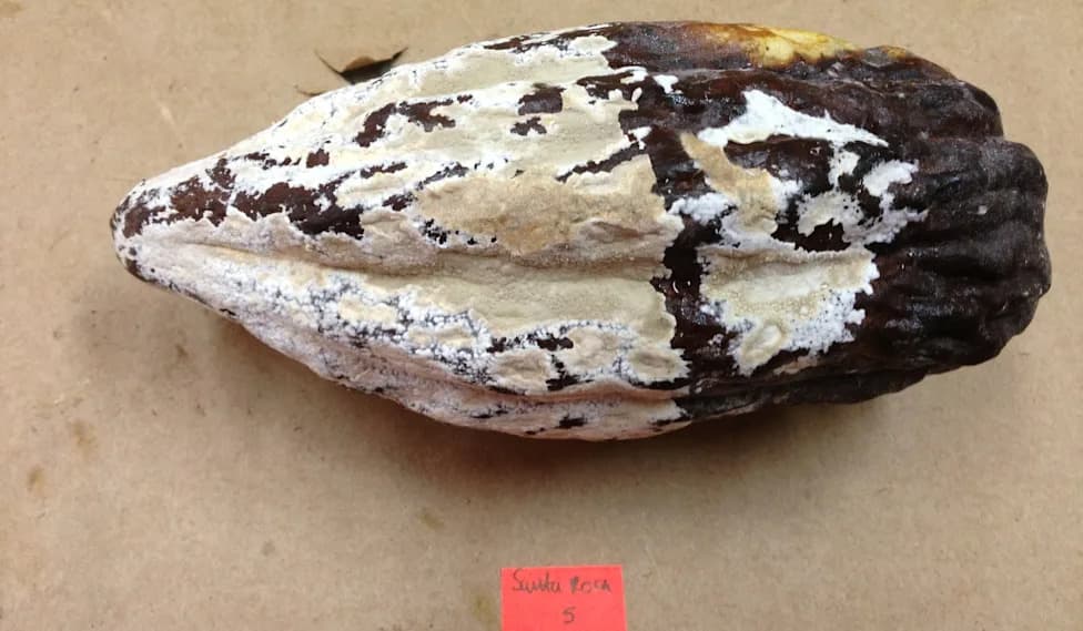 Natural Emulsion of Essential Oils and Fengycin Shows Promise Against Cocoa Fungus That Wipes Out Up To 80% of Harvests