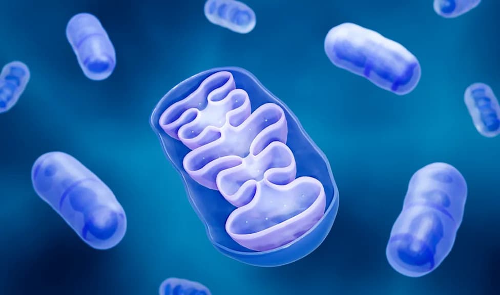 Australian Study: Mitochondrial Shape Change Boosts Cells' Ability To Clear Bacteria