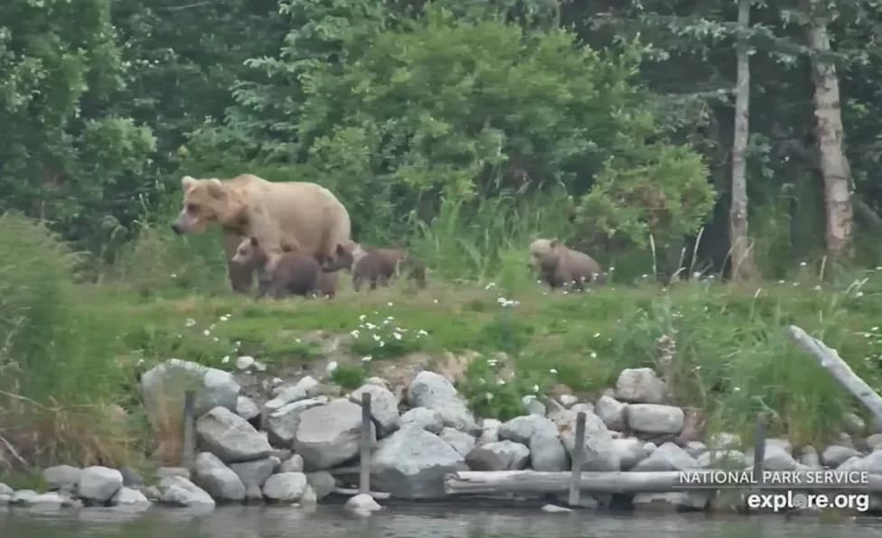 Mother Bear Kills Cub at Brooks River — Second Tragic Incident in Days