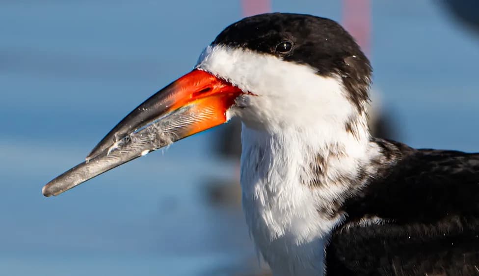 Scientists Identify Two Previously Undocumented Eimeria Parasites After Mass Black Skimmer Chick Deaths in Texas