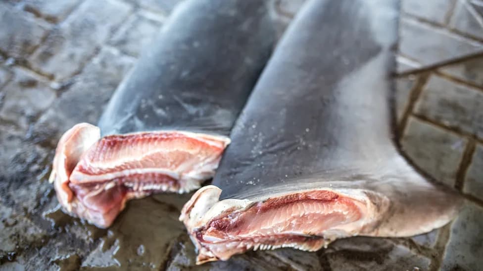 California-Led Study Finds Shark-Finning Rules Didn’t Curb Global Shark Trade