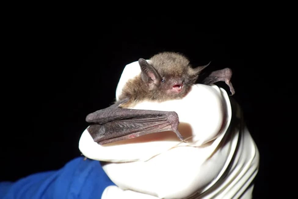 24 Endangered Indiana Bats Rediscovered in Western North Carolina After More Than a Decade