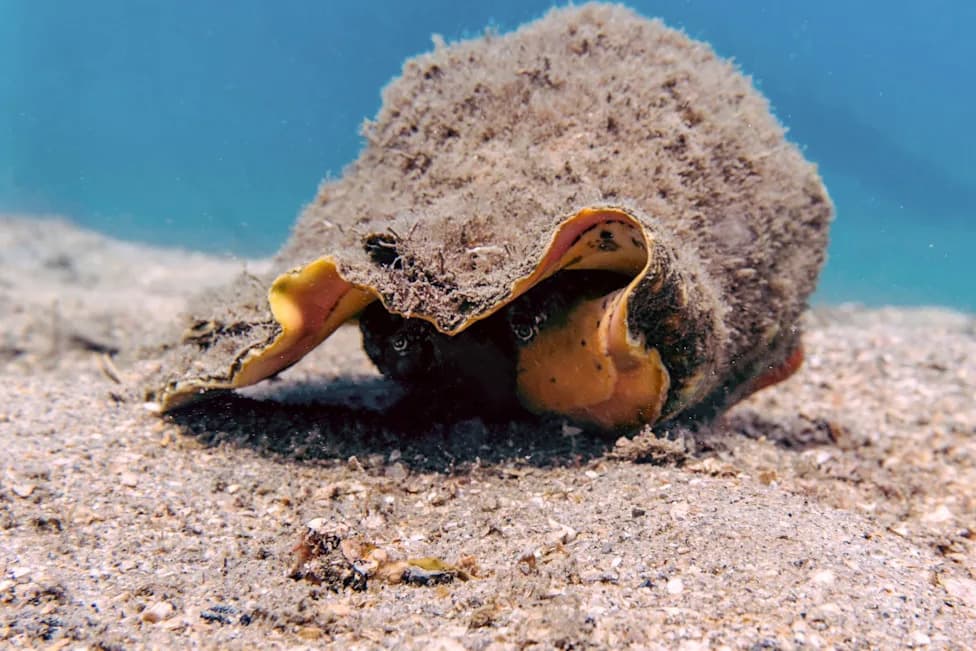 Missed Deadline Leaves Florida Keys' Queen Conch Habitat Exposed — Conservation Group Sues