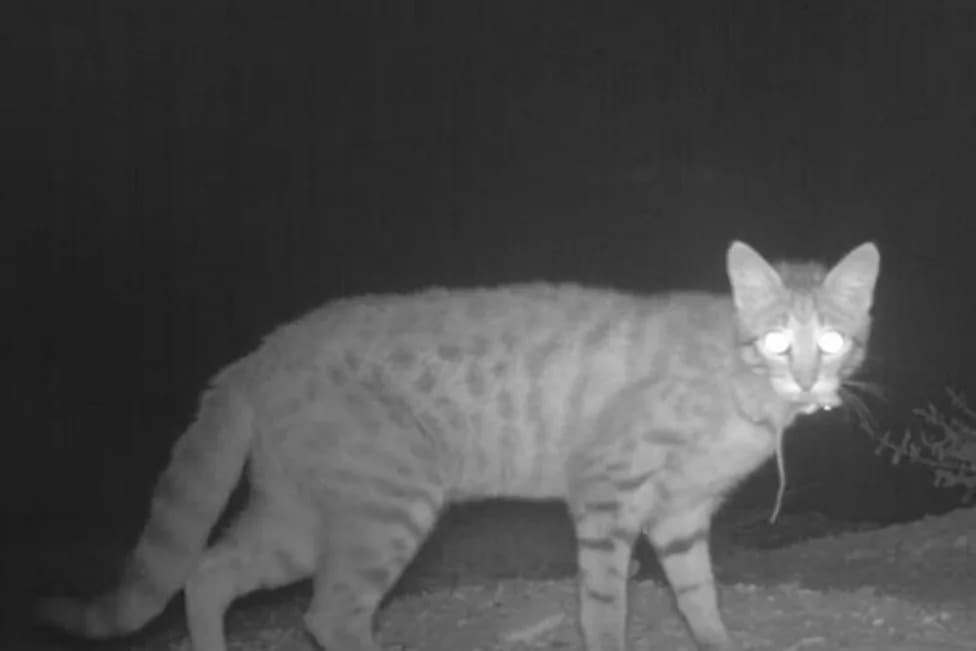 Feral Cats Threaten Far More Australian Wildlife Than Previously Estimated