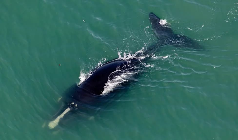 Two Endangered North Atlantic Right Whales Spotted in Busy Maryland Shipping Lane — Officials Alarmed