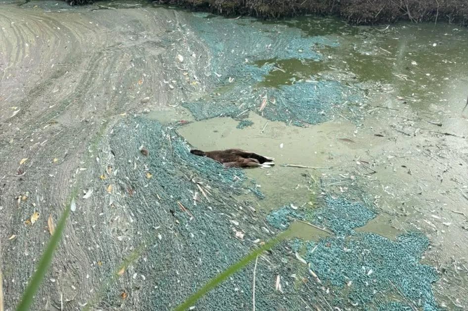 Swan Family Dies After Toxic Algal Bloom at Canvey Lake — Residents 'Devastated'