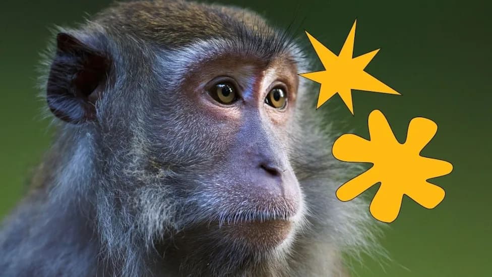 Monkeys Show the 'Bouba–Kiki' Sound–Shape Link Once Thought Unique to Humans
