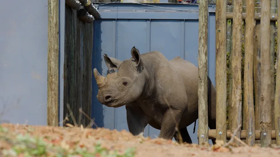Homecoming: Zimbabwe’s Black Rhinos Return to Matusadona After Decades of Poaching