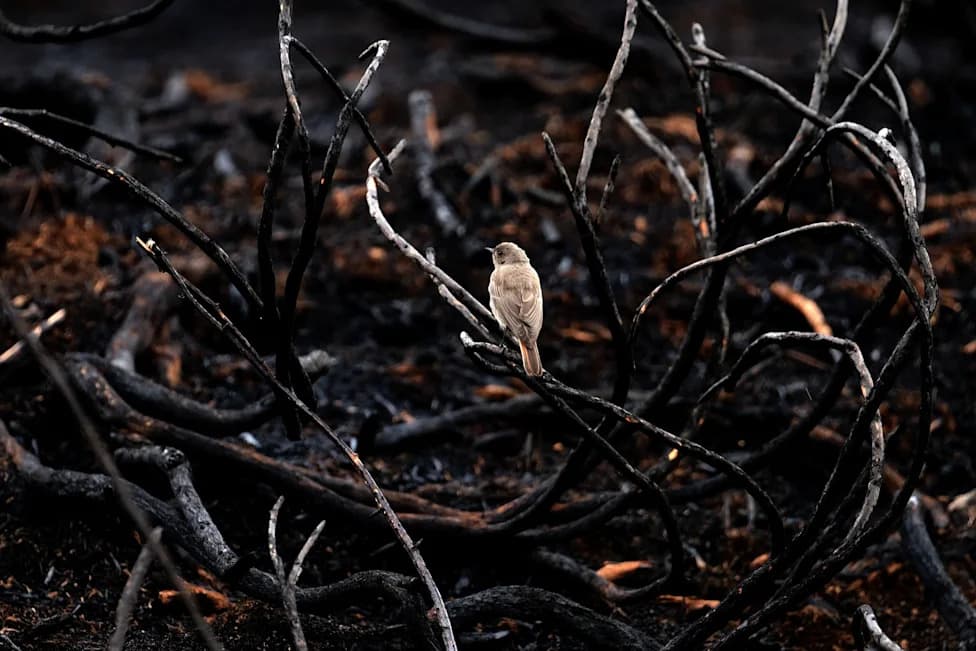 French Wildfires Turn Animal Habitats Into a 'Desert of Ashes' — Millions of Wildlife at Risk