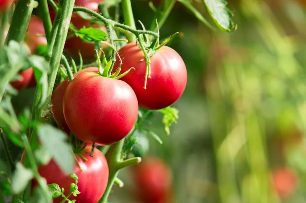 Nanoparticle Spray Boosts Tomato Resilience to Salty Soils — 55% Bigger Roots and Stronger Photosynthesis