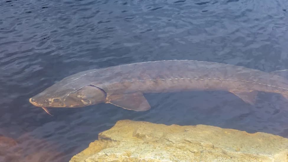 Some Great Lakes Lake Sturgeon May Live 400+ Years — Possibly Hatched Before the U.S. Existed