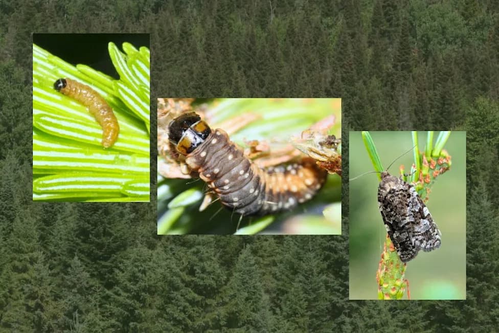 Maine’s Targeted Response Aims to Stop a New Spruce Budworm Crisis