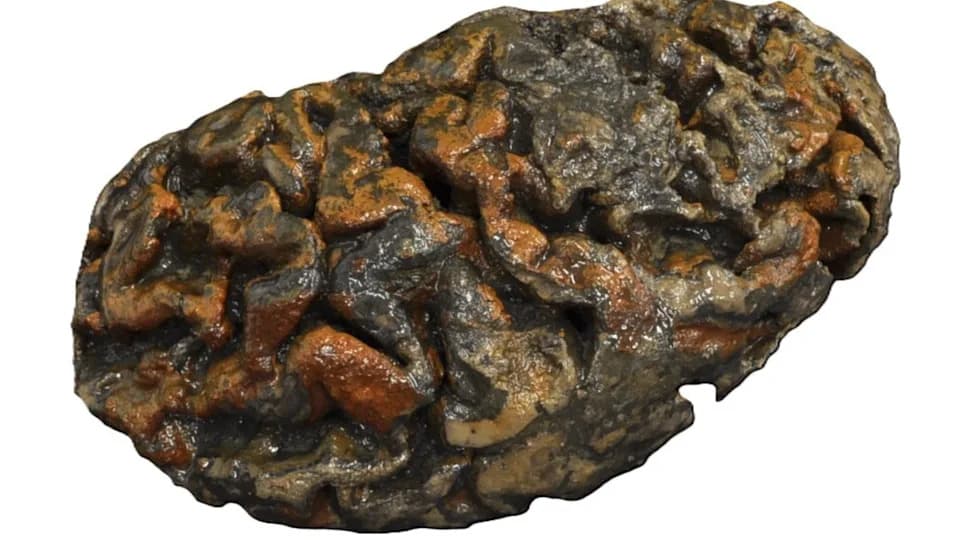Why Some Human Brains Survive Millennia: A New Chemical Explanation