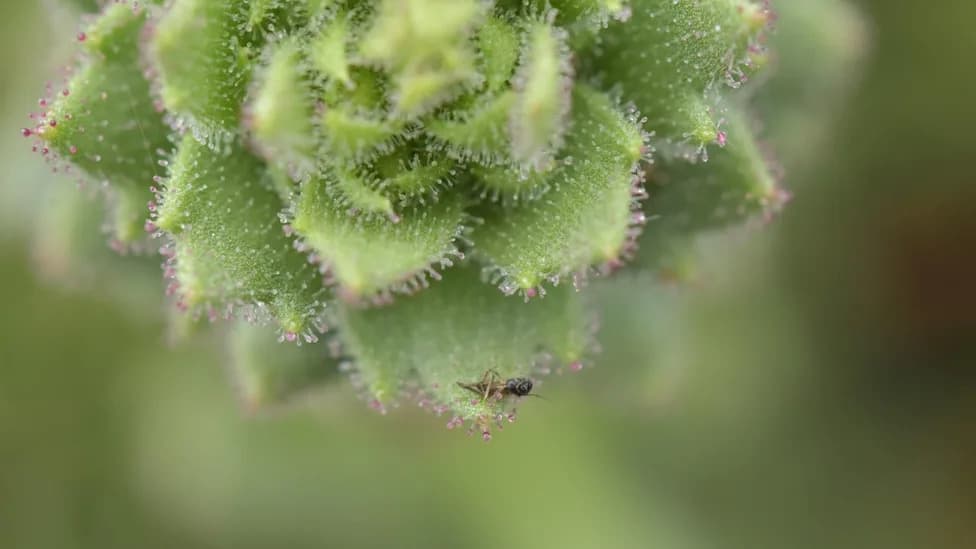Darwin’s 150-Year-Old Hunch Confirmed: Mountain Saxifrage Is Truly Carnivorous