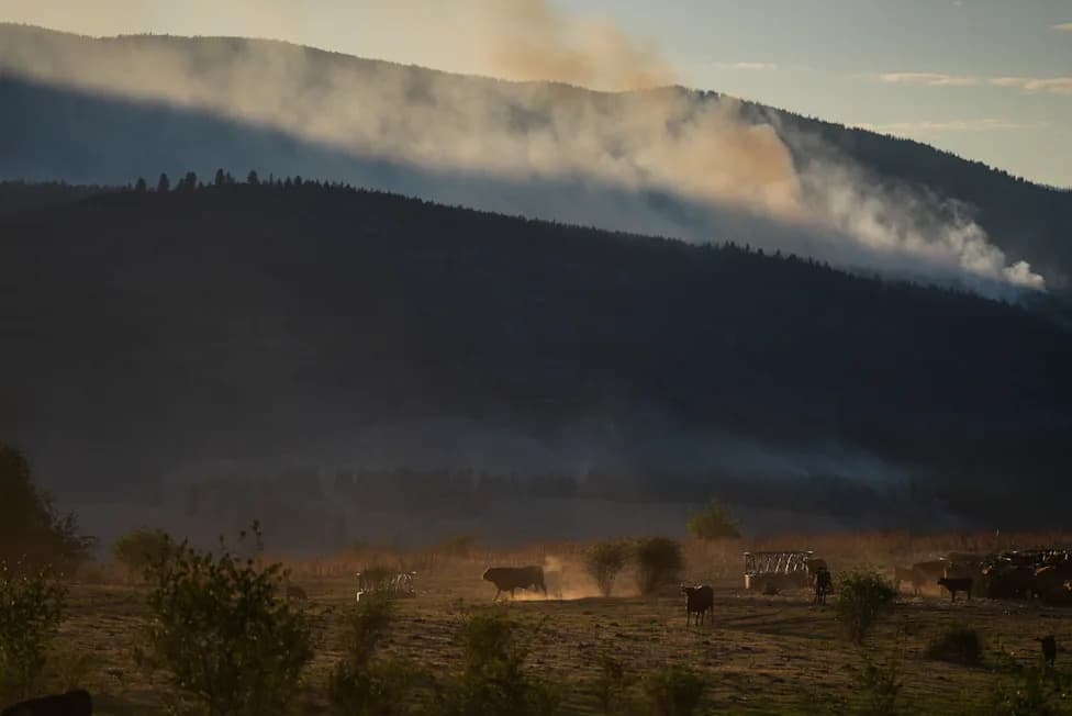 Bradley Creek Wildfire Destroys About 230 Homes On Okanagan Reserve Near Vernon, B.C.