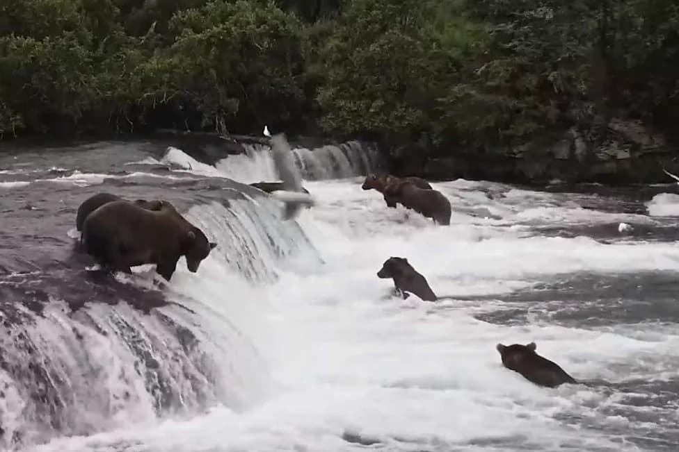 Second Bear Cub Killed in Days at Alaska’s Katmai National Park