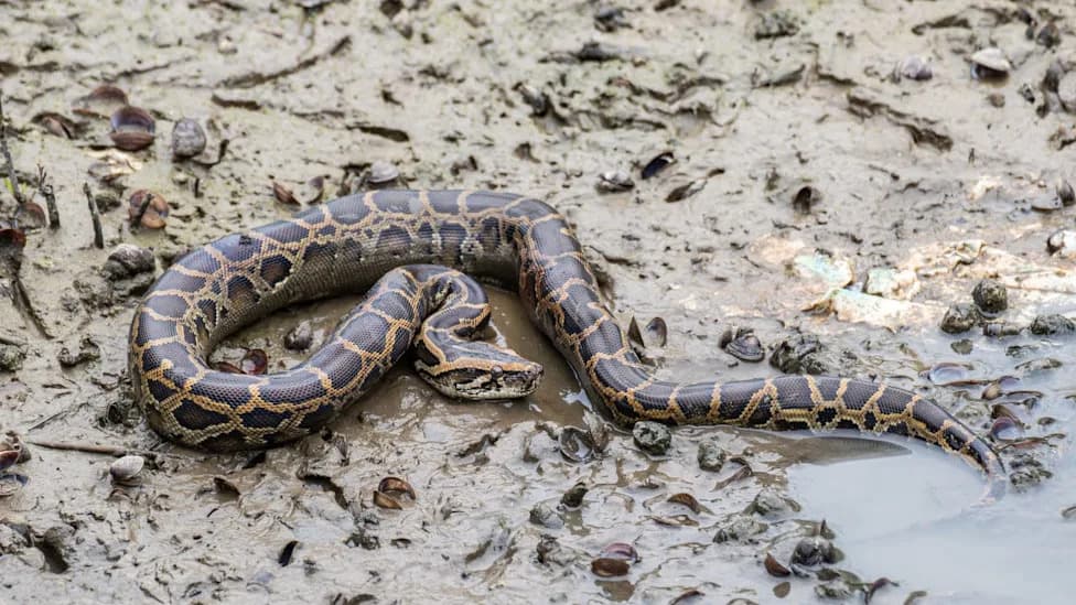 Lee County's 'Python Gap' Likely an Illusion — Experts Say Snakes Are Hiding