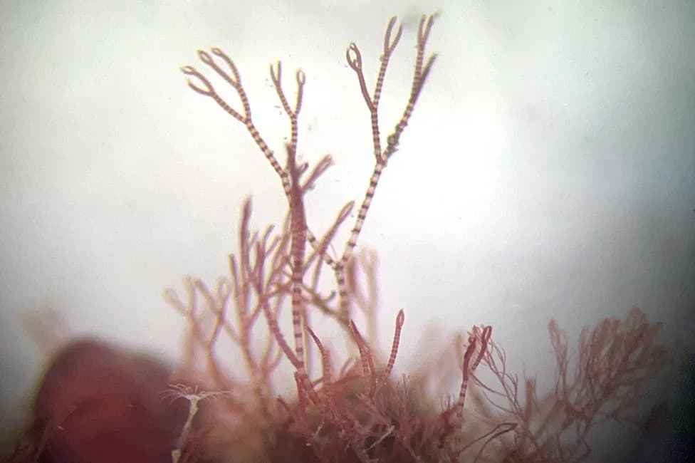 Tiny Red Seaweed New To Science Discovered In Ancient Cornwall Maerl Beds
