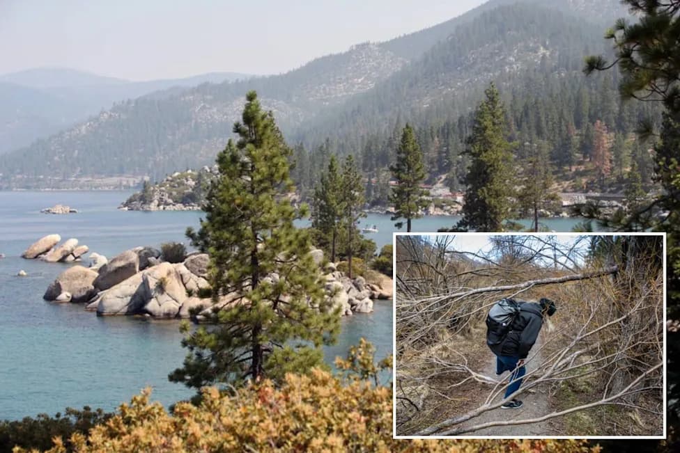 Suspected Tree Poisonings at Burnt Cedar Beach: Authorities Investigate Multiple Contaminations