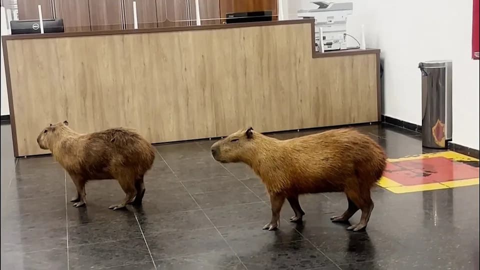 Capybaras Wander Into Mato Grosso Legislature, Briefly Distracting Lawmakers