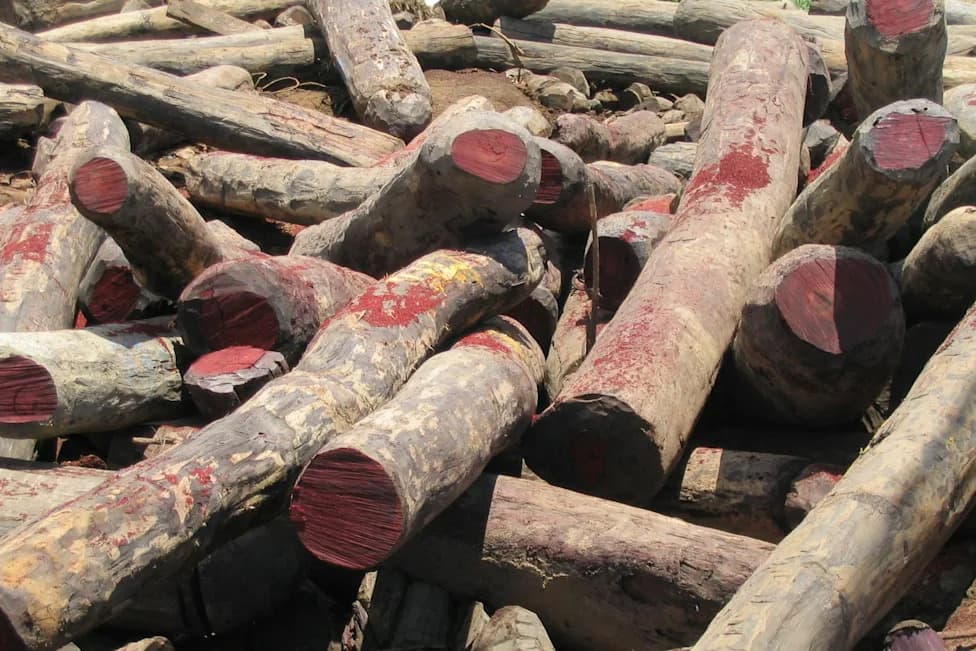 Wounaan Resistance: How Cocobolo Rosewood Logging Sparked Violence, Community Action, and a Collaborative Book