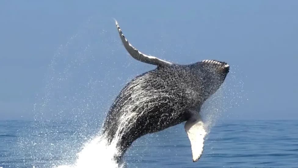 Whales and Dolphins Return to the Recovered New York Bight — A Clear Sign of Ecosystem Recovery