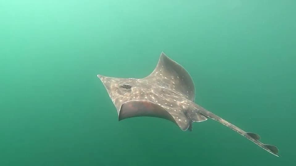 Community Divers Reveal Active, Multi-Season Breeding Ground for Critically Endangered Flapper Skate