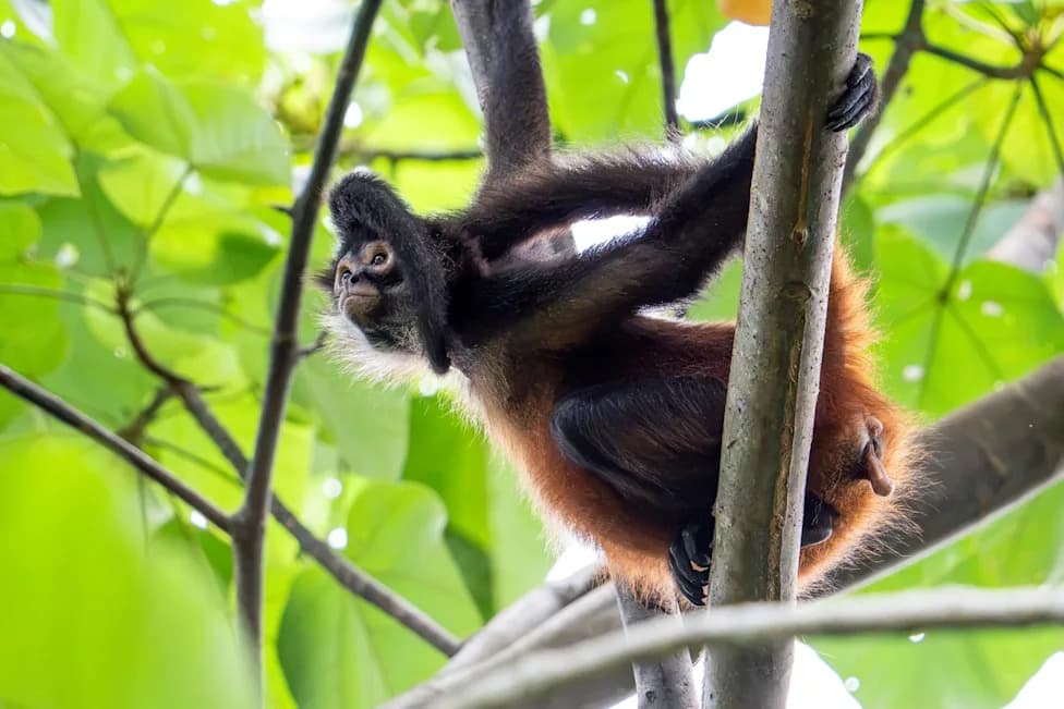 Two Maryland Men Arrested After Alleged Exotic-Animal Photoshoots With Ring Of Fire