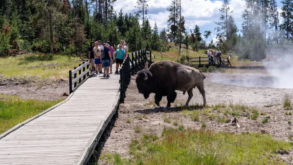 Viral Video Shows Bison Follow Boy Near Yellowstone Boardwalk — No Injuries Reported