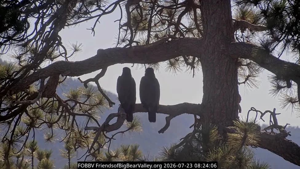 Sandy and Luna Fledge From Big Bear; Father Shadow Takes a Break While Jackie Recovers