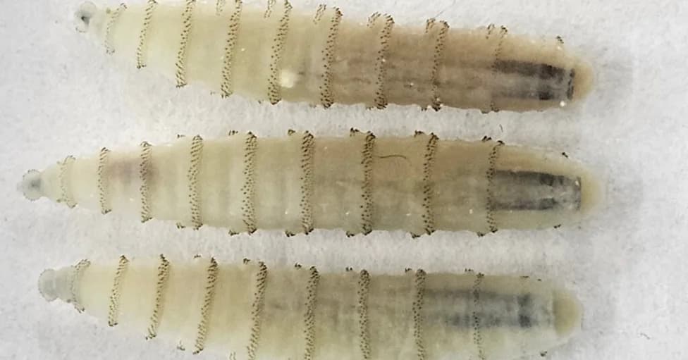 New Mexico Warns Screwworm Cases Likely to Rise As Parasite Spreads Across Border