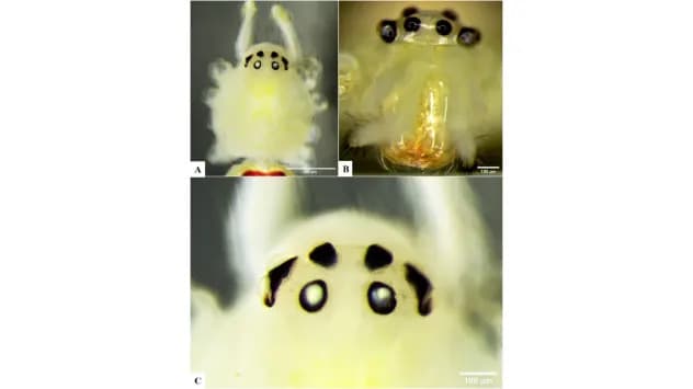 Himalayan ‘Happy‑Face’ Spider Discovered: Theridion himalayana Unearthed in Uttarakhand