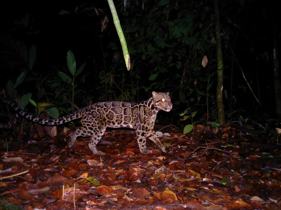 Rare Sighting: 8.5-Year-Old Sunda Clouded Leopard Photographed in Borneo — First Female Lifespan Documented
