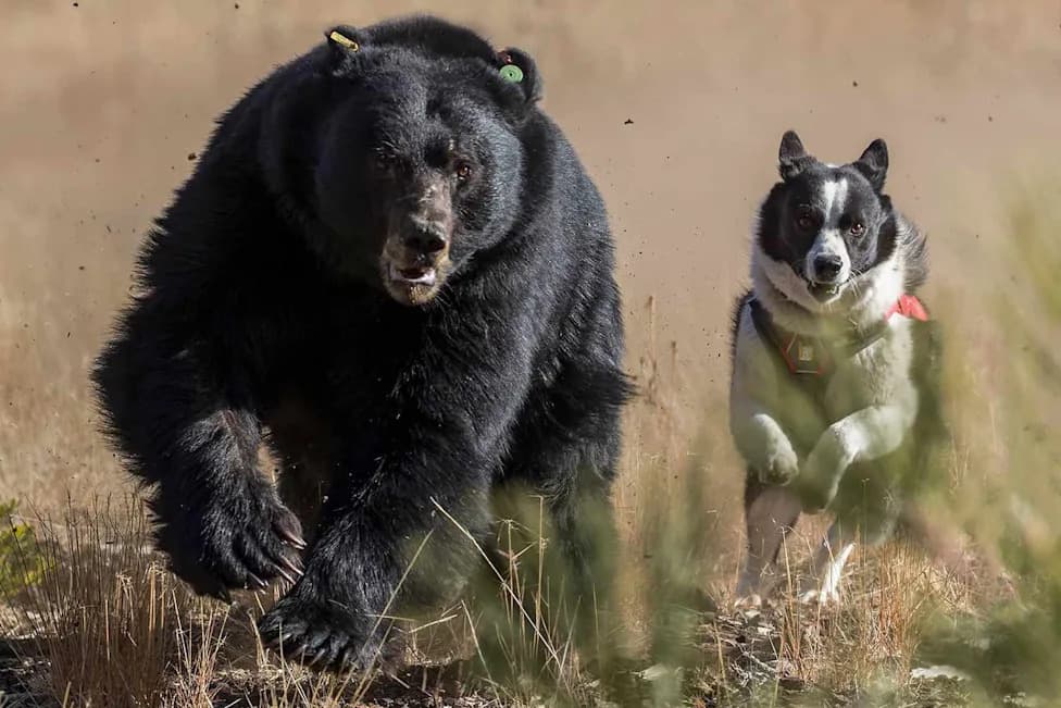Meet Badger and Banjo: Karelian Bear Dogs Haze Nevada’s Bears to Keep Neighborhoods Safe