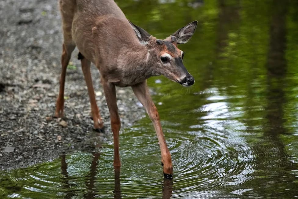 Why White-Tailed Deer Are Ohio’s Biggest Road Hazard — Not Just Cute Wildlife