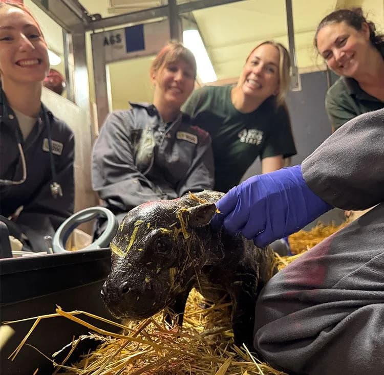 Toronto Zoo Welcomes Female Pygmy Hippo Calf — Kindia’s Third