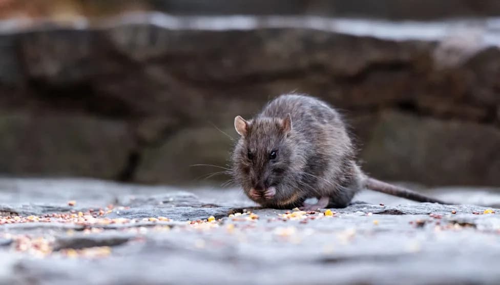 Rutgers Study: 84% Of NYC House Mice Carry Genetic Resistance To Common Rat Poisons
