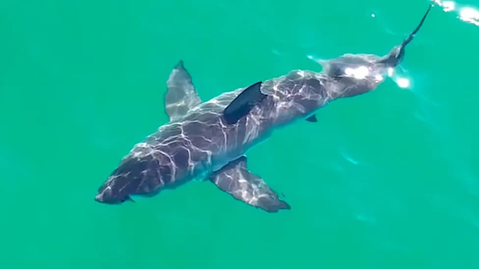 Meet the Shark Surveillance Bot: Robot Patrols LA Olympic Surf Sites as Great White Sightings Surge