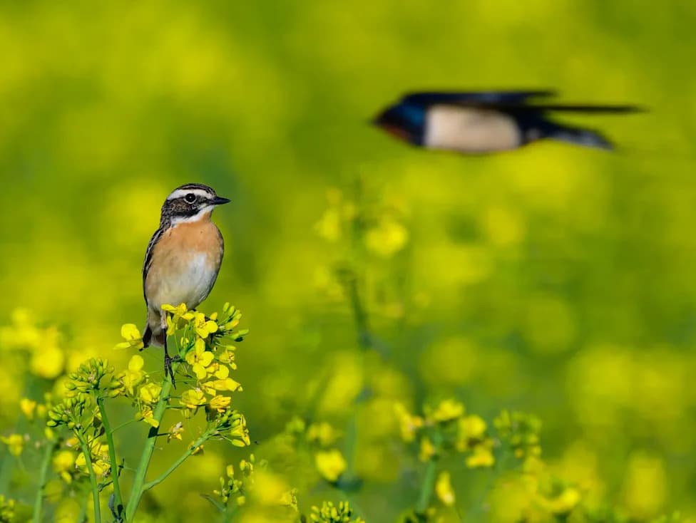 Birdsong in a Restored Forest Cuts Stress and Boosts Mood, NC State Study Finds
