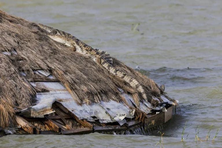 Rising Rift Valley Lakes Drive Crocodiles and Hippos Into Kenyan Communities