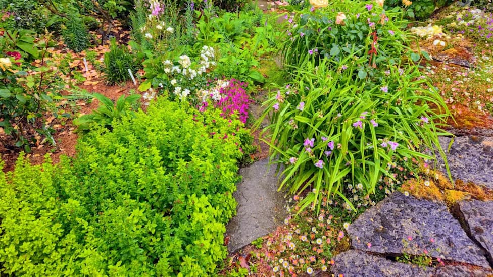 Approved Low-Water Garden, New Board, New Fine — HOA Reverses Course After Review
