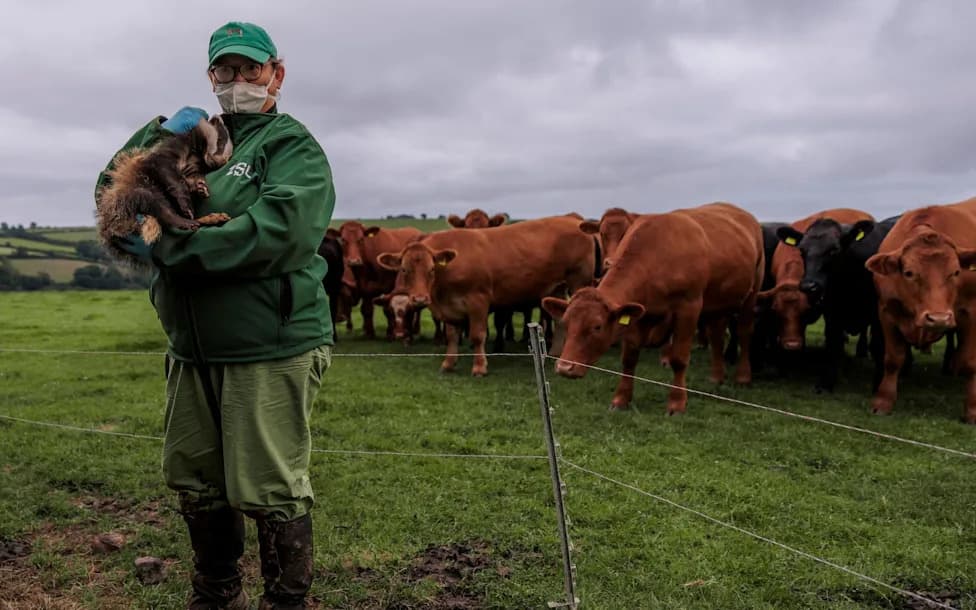 England Reboots Its Badger Strategy: Vaccination, New Costs and a Fragile Political Deal