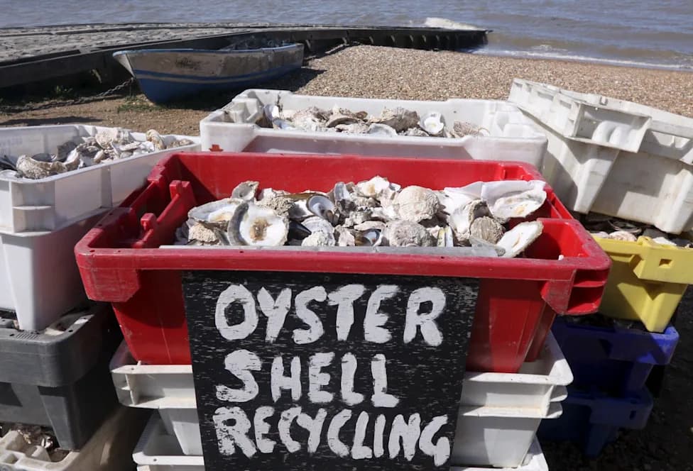 Communities Are Restoring Gulf Oyster Reefs — One Recycled Shell at a Time